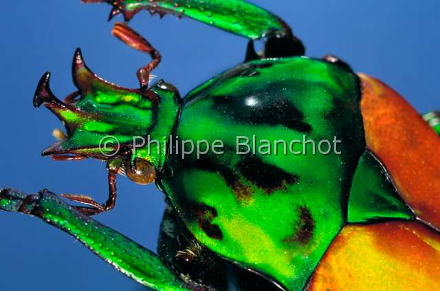 Neptunides polychrous.JPG - in "Portraits d'insectes" ed. Seuil, Neptunides polychrous, Cétoine, Flower beetle, Coleoptera, Cetoniidae, Tanzanie